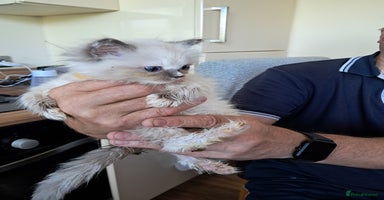 Ragdoll cats - Advert 4