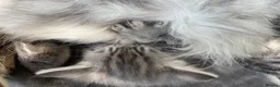 Maine Coon cats for sale: Beautiful Maine Coon X kittens  CUTIES!  - Advert 18
