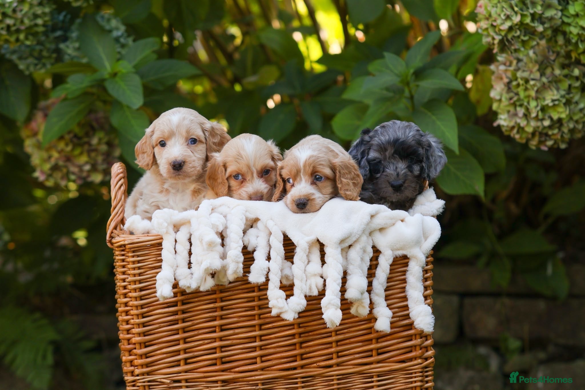 Cockapoo dogs 7 Beautiful F1 Cockapoo’s  - Advert 2
