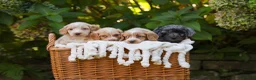Cockapoo dogs for sale: 7 Beautiful F1 Cockapoo’s  - Advert 2
