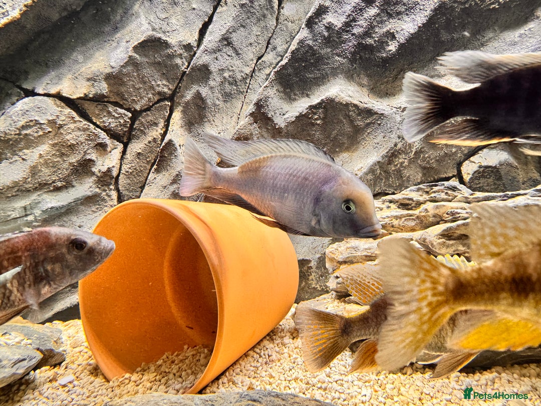 Cichlids fish for sale: Blue dolphin cichlid - Image 2