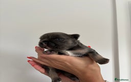 French Bulldog dogs for sale: Fluffy French Bulldog Puppies FOR SALE -  - Image 14