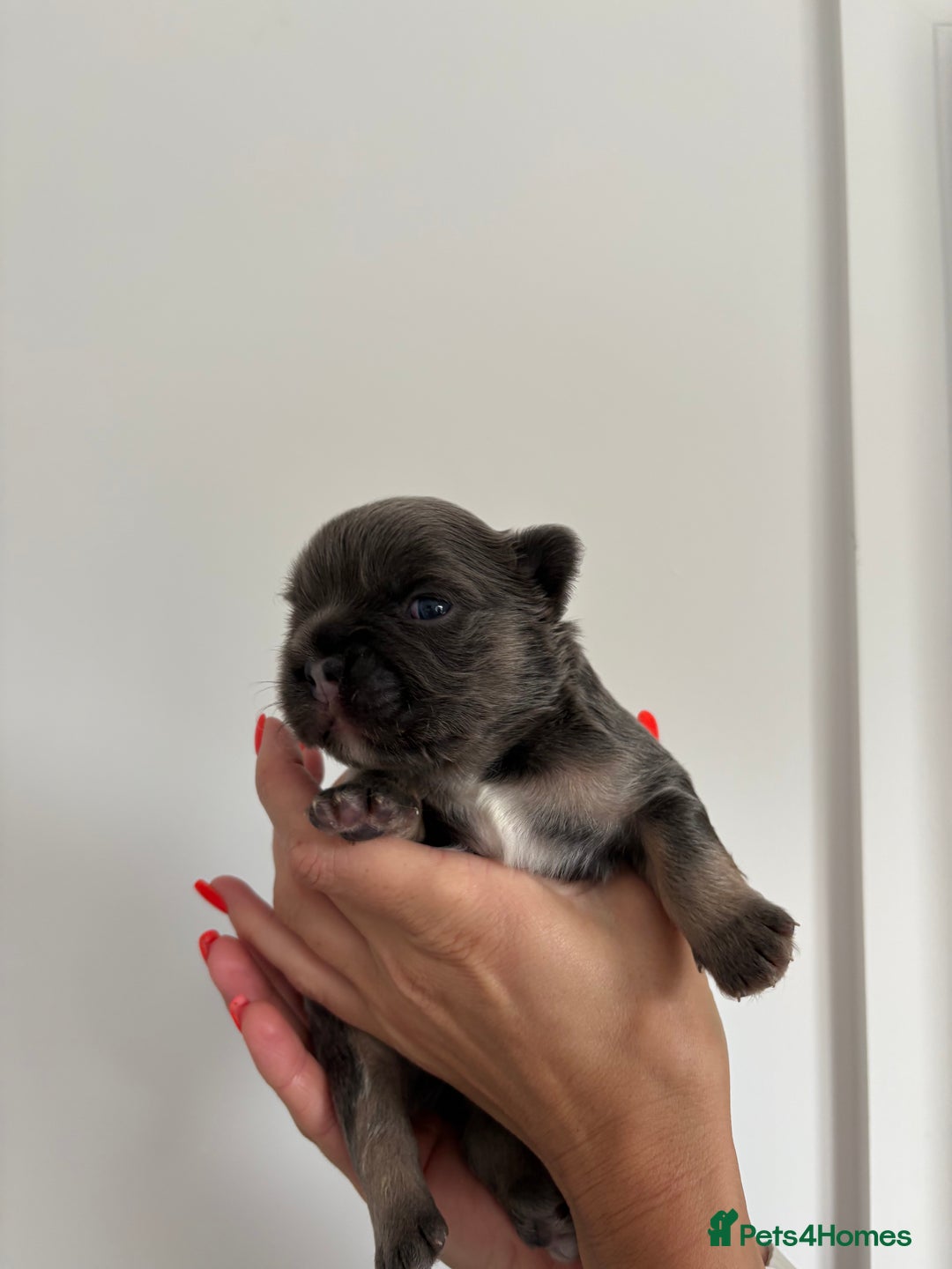 French Bulldog dogs for sale: Fluffy French Bulldog Puppies FOR SALE -  - Image 14
