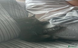 Domestic Shorthair cats for sale: 4 male kittens  - Image 5