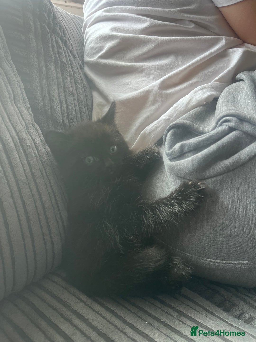 Domestic Shorthair cats for sale: 4 male kittens  - Image 5
