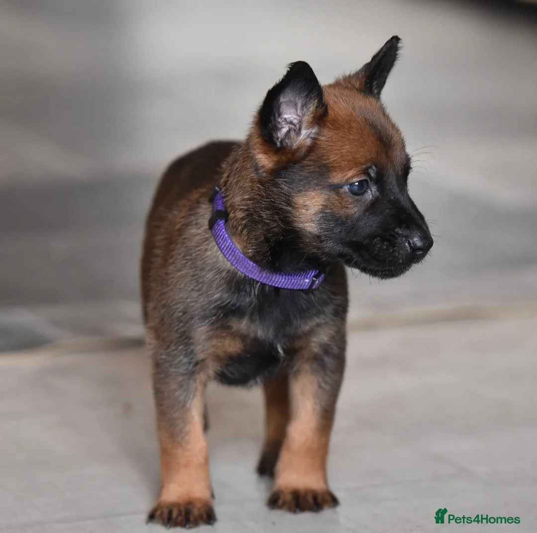 Belgian Shepherd Dog dogs for sale: Exclusive bloodlines  - Advert 26