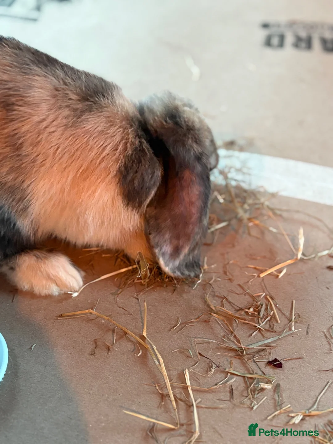 Mini Lop rabbits for sale: Male neutered  - Advert 1