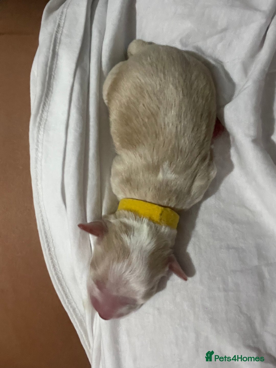 Mixed Breed dogs for sale: Cotton de tulears x spaniel - Image 4