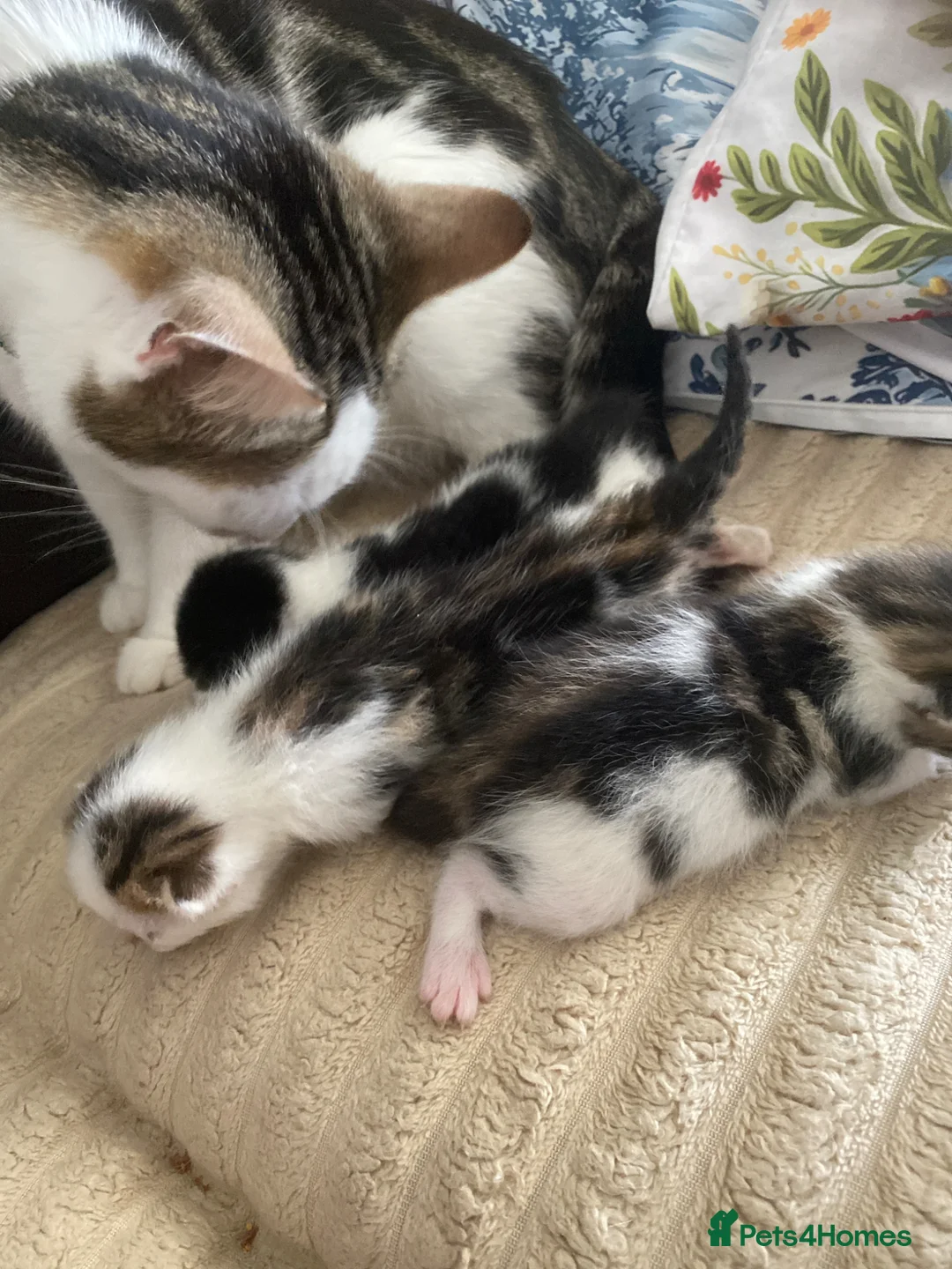 Mixed Breed cats for sale: Kittens in Chester - Advert 1