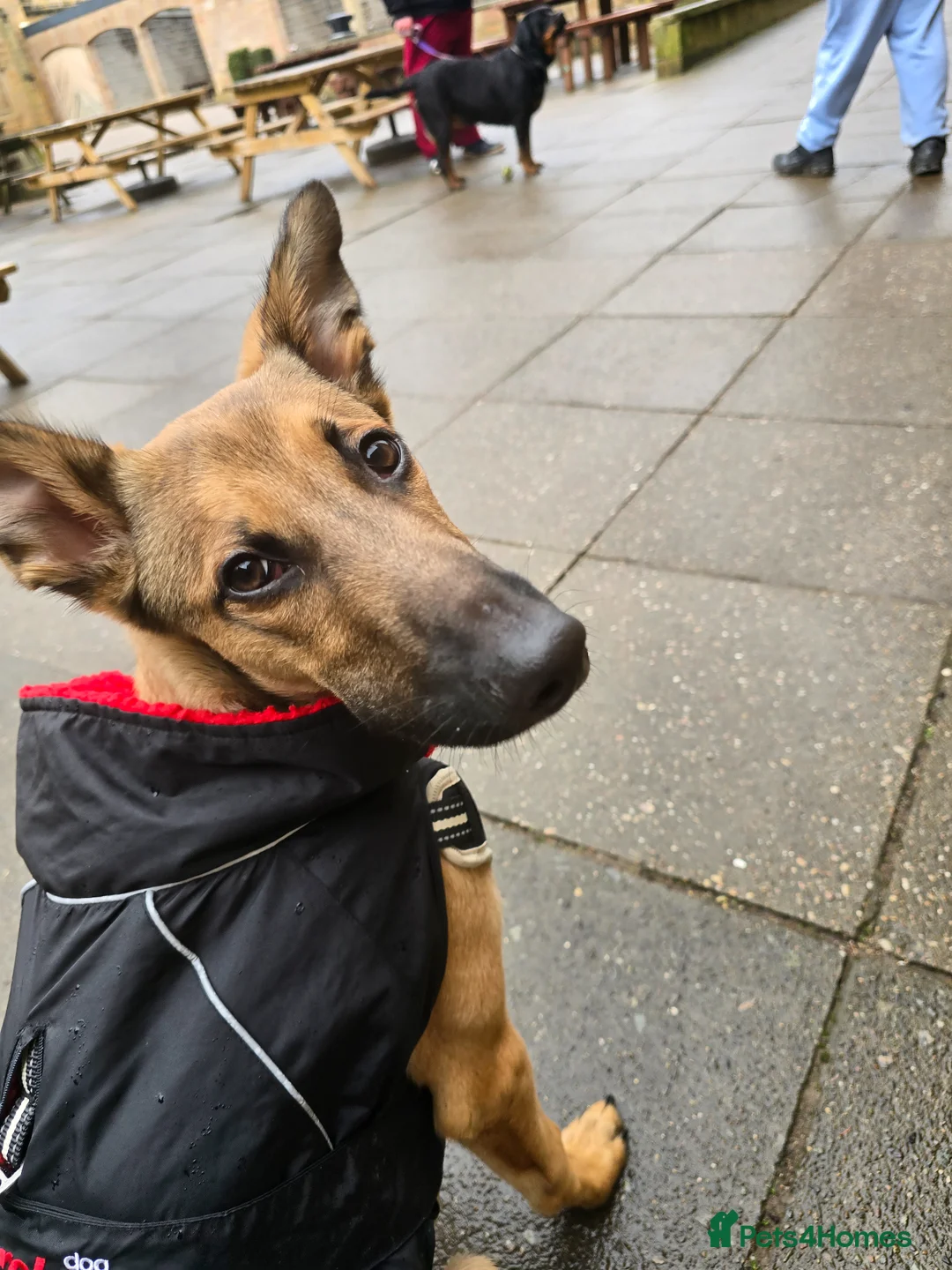 Mixed Breed dogs for sale: Odin - Male Malinois and lurcher/deer hound cross in Heanor - Advert 1