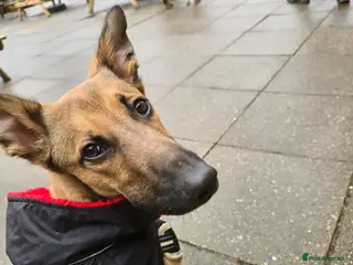 Mixed Breed dogs Odin - Male Malinois and lurcher/deer hound cross - Advert 5