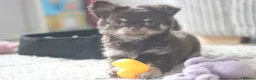 Chihuahua dogs for sale: OUTSTANDING QUALITY CHIHUAHUA PUPPIES 🐶🤎 - Advert 7