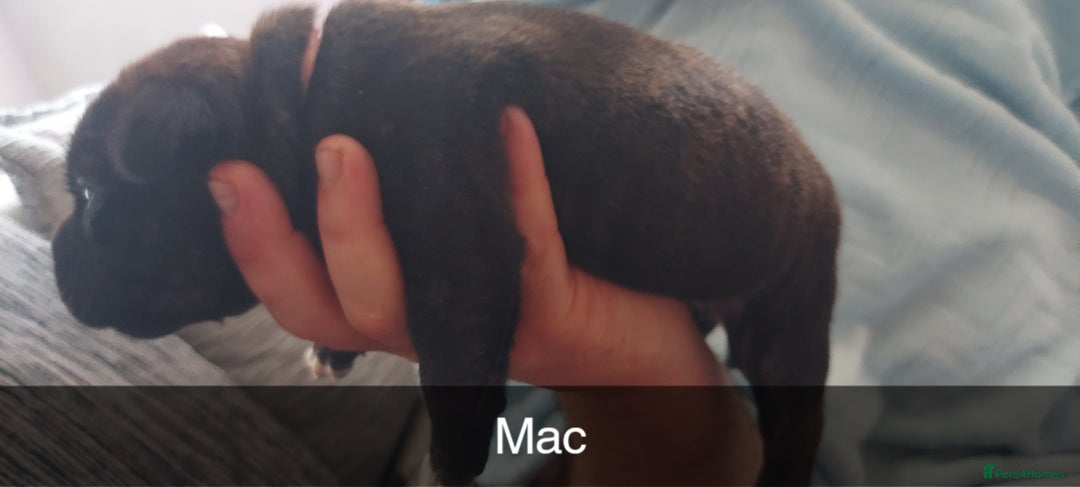 Staffordshire Bull Terrier dogs for sale: Staffordshire bull terrier puppies  - Image 12