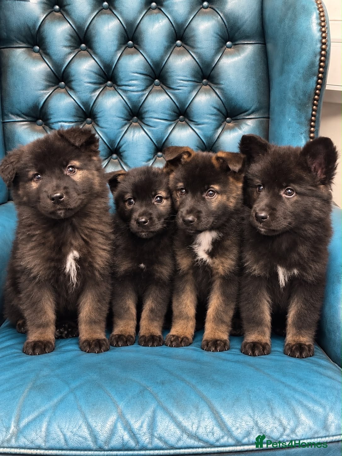 Akita dogs for sale: AKITA PUPPYS BOYS/GIRLS  - Advert 1