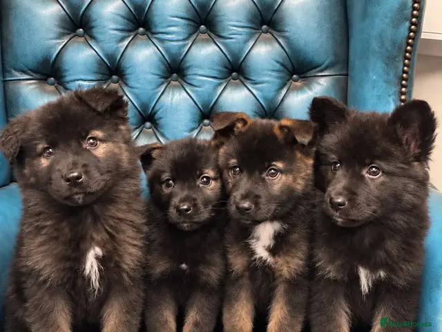 Akita dogs for sale: AKITA PUPPYS BOYS/GIRLS - Advert 1