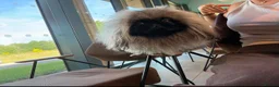 Pekingese dogs for stud: Mr fluffy  - Advert 4