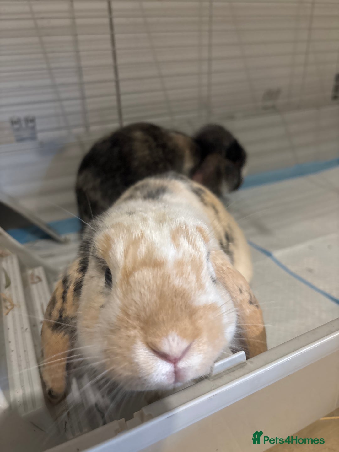 Mini Lop rabbits for sale: 2 male mini lops - Advert 1