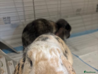 Mini Lop rabbits 2 male mini lops - Advert 1