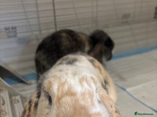 Mini Lop rabbits 2 male mini lops - Advert 8