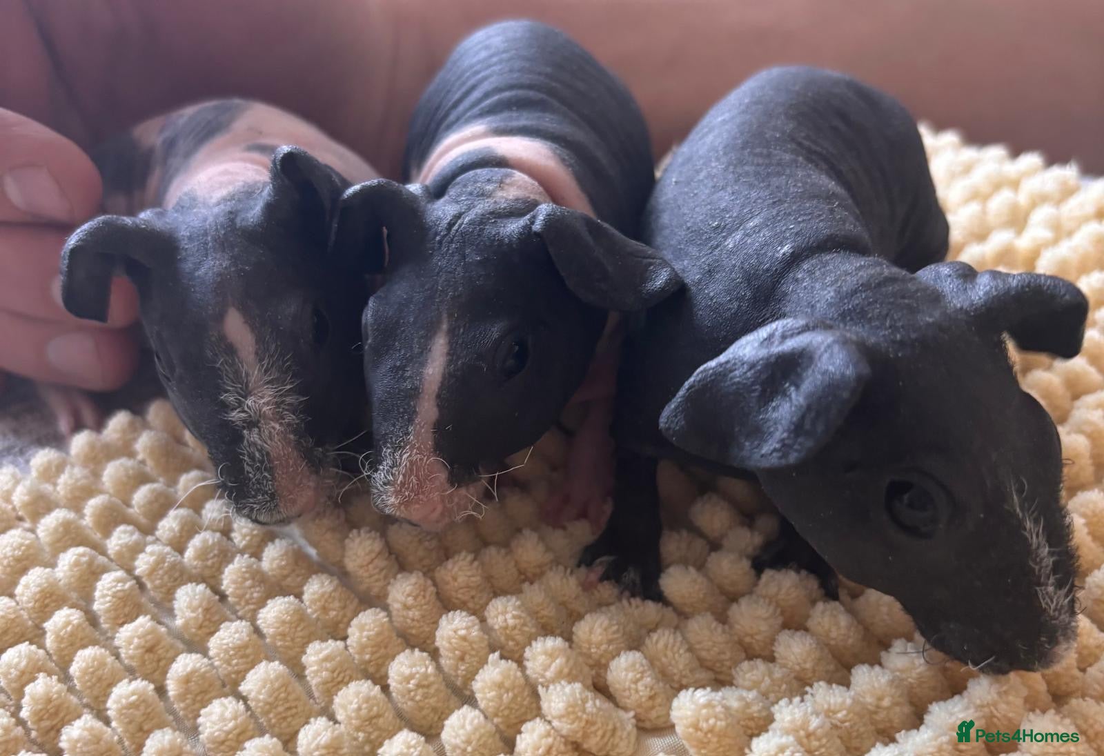 Guinea Pig rodents Gorgeous Skinny Pig Boars - Advert 1