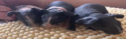 Guinea Pig rodents for sale: Gorgeous Skinny Pig Boars - Advert 1