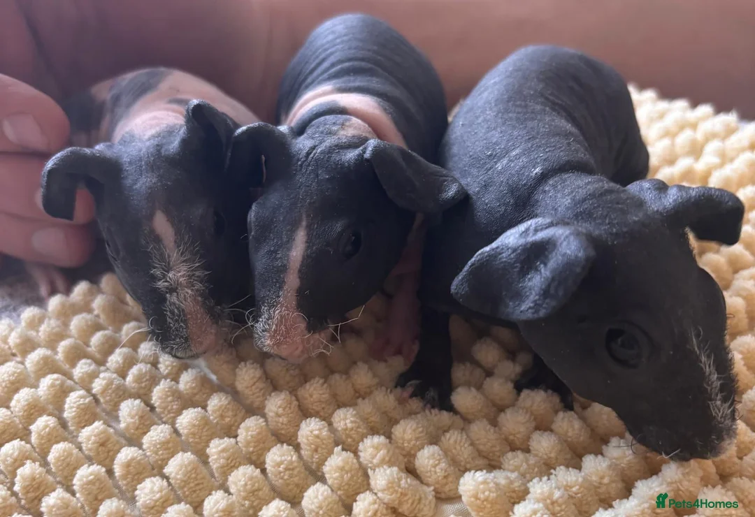 Guinea Pig rodents for sale: Gorgeous Skinny Pig Boars - Advert 1