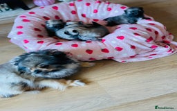 Pomeranian dogs for sale: KC Teddy Bear Pomeranians  - Image 9