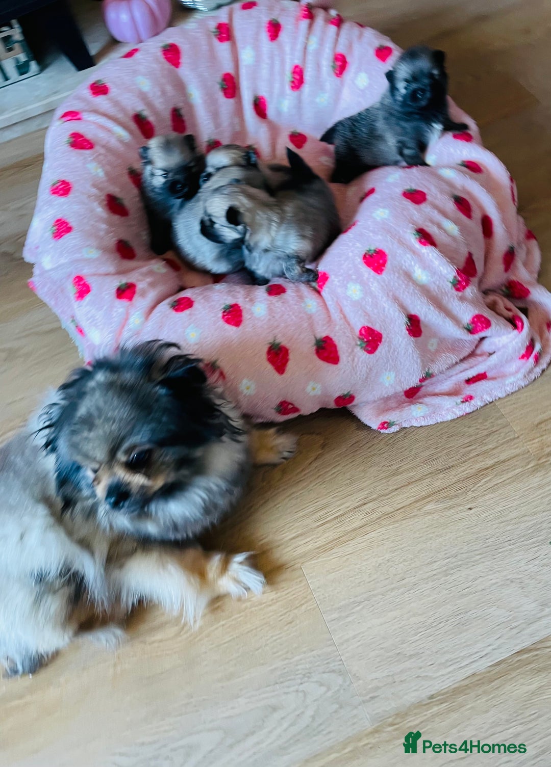 Pomeranian dogs for sale: KC Teddy Bear Pomeranians  - Image 9