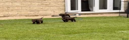 Sprocker dogs for sale: F2 Sprocker Spaniel Puppies - Advert 7