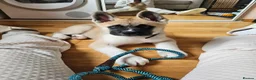 Akita dogs for sale: KC Registered American Akita male puppy 12 weeks in Edinburgh - Advert 6