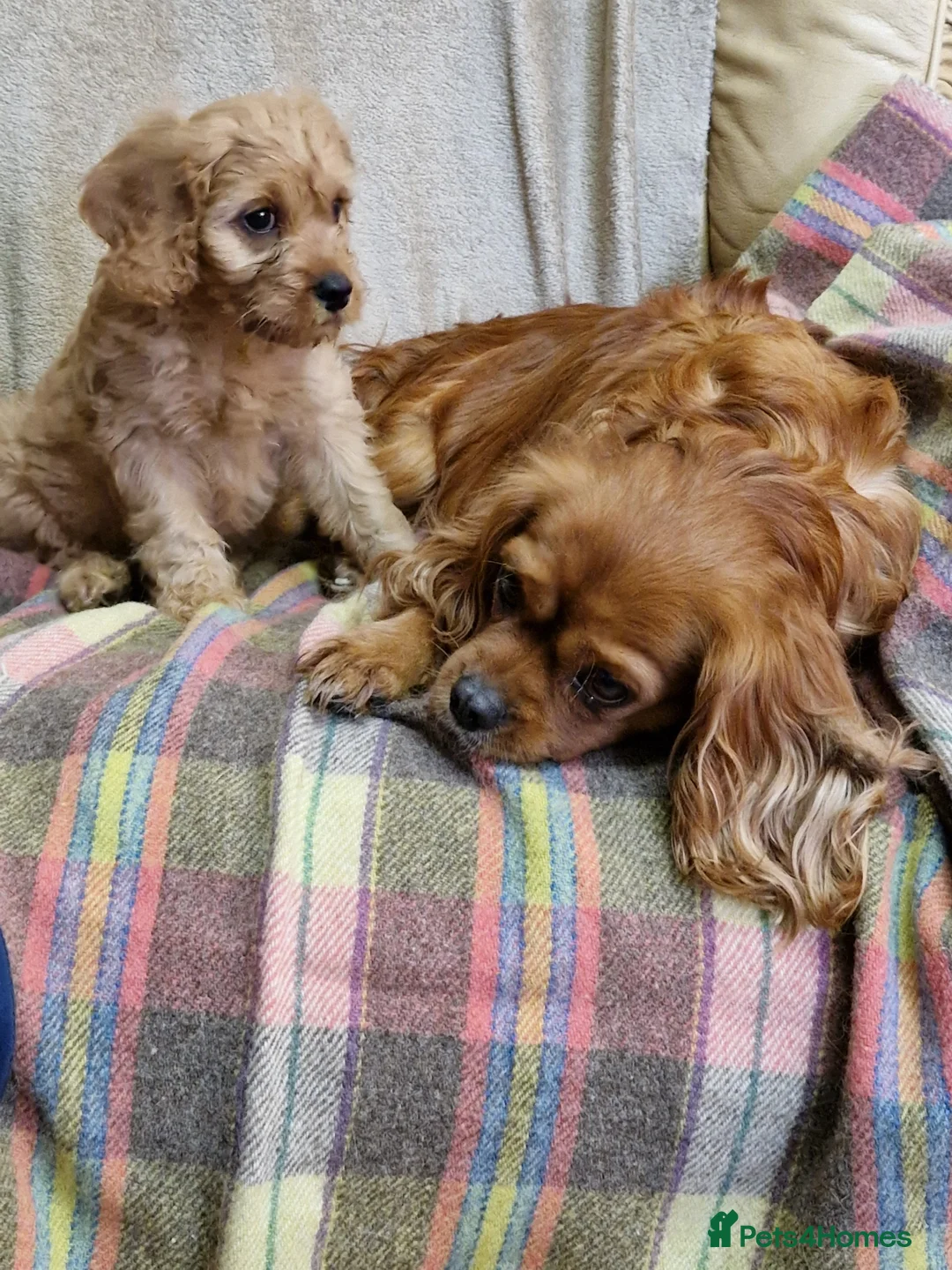 Cavapoo dogs for sale: Cavapoo Bundles of Joy 🥰 - Advert 23