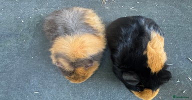 Guinea Pig rodents - Advert 14