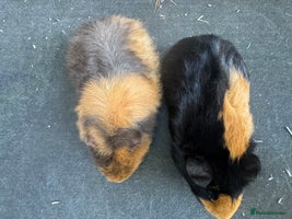 Guinea Pig rodents - Advert 14