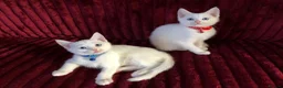 Mixed Breed cats for sale: White and black Kittens  - Advert 7