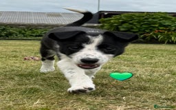 Border Collie dogs for sale: Border Collie Puppies for sale - Image 10