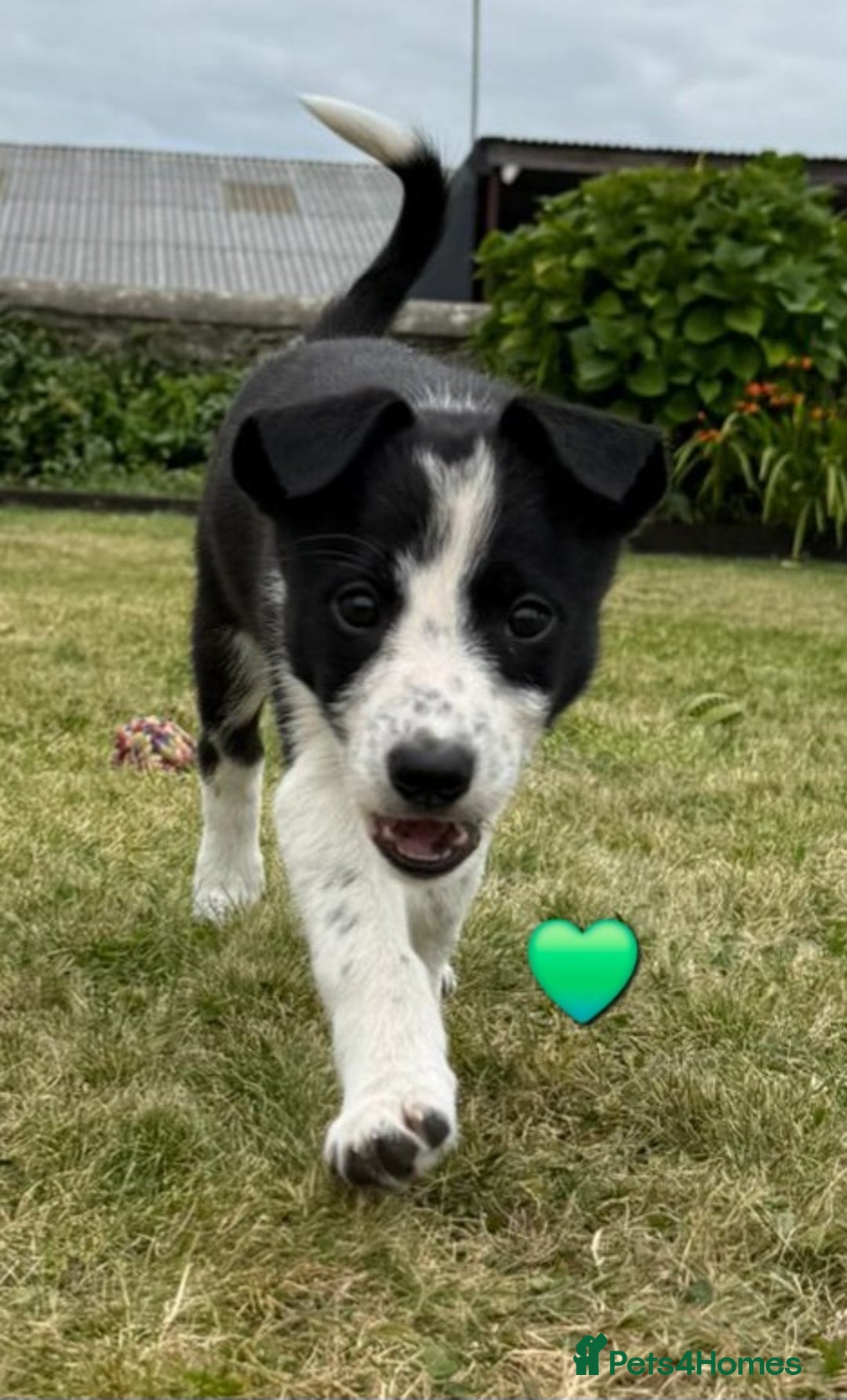 Border Collie dogs for sale: Border Collie Puppies for sale - Image 10