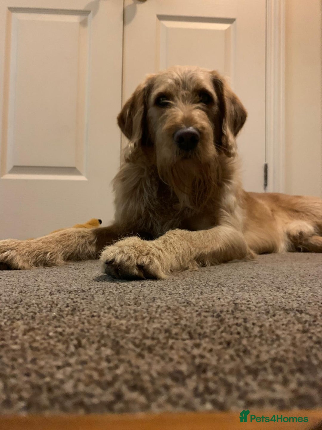 Labradoodle dogs for stud: Clyde-F1 Labradoodle  - Image 8