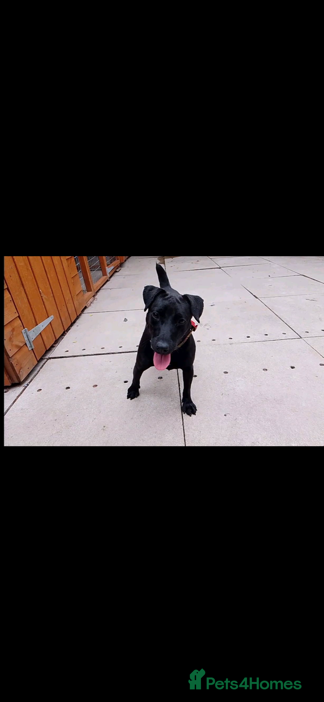 Patterdale Terrier dogs for sale: patterdales & blue lurcher for sale  - Image 2