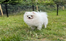 Pomeranian dogs for sale: ** Pomeranian/700g-11 week Champion EU Bloodline  - Image 20