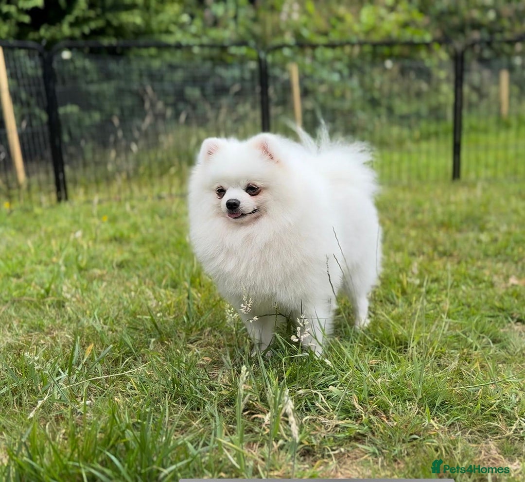Pomeranian dogs for sale: ** Pomeranian/700g-11 week Champion EU Bloodline  - Image 20
