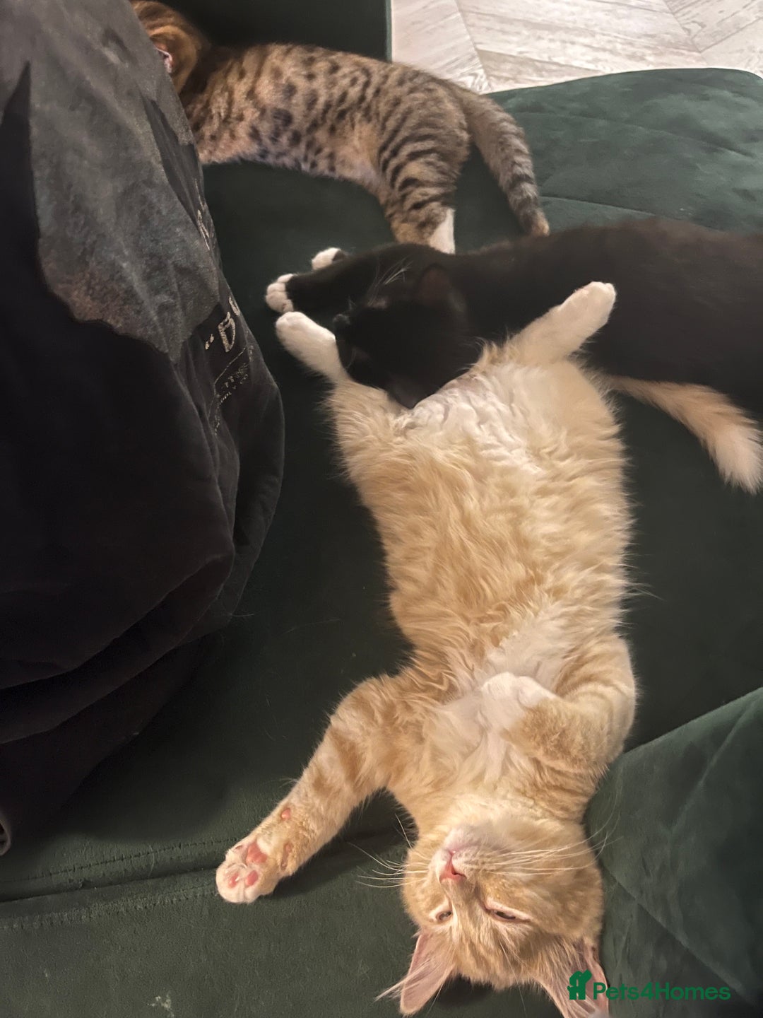 Mixed Breed cats for sale: Adorable Kittens Looking for Their Forever Homes - Image 3