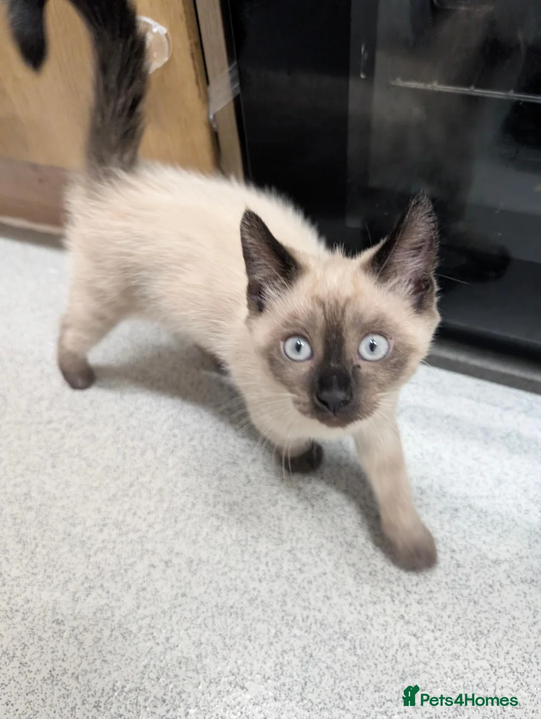 Mixed Breed cats for sale: Beautiful ragdoll mix kittens - Advert 8