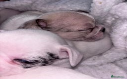 French Bulldog dogs for sale: French bulldog pups 3 females 2 males  - Image 15