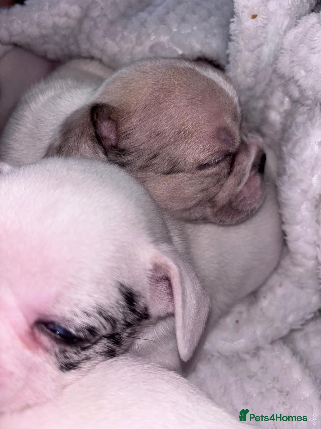 French Bulldog dogs for sale: French bulldog pups 3 females 2 males  - Image 15