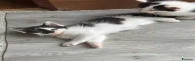 Kitten 6