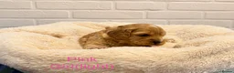 Cavapoo dogs for sale: Health tested F1 Cavapoo puppies 🐶🥰 - Advert 22