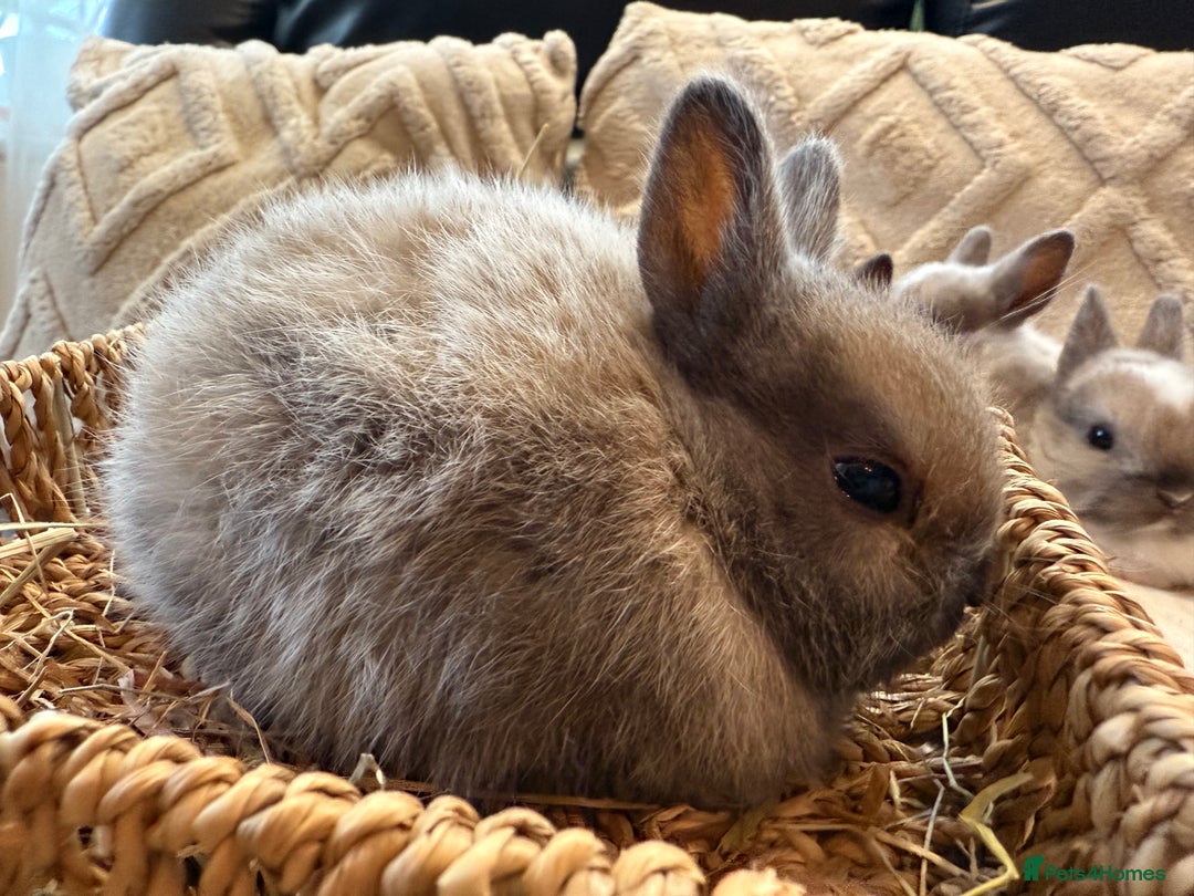 Netherland Dwarf rabbits for sale: 5 Adorable Netherland Dwarf Bunnies - Image 5