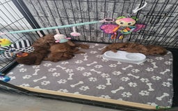 Cavapoo dogs for sale: F1bb cavapoo's  - Image 5