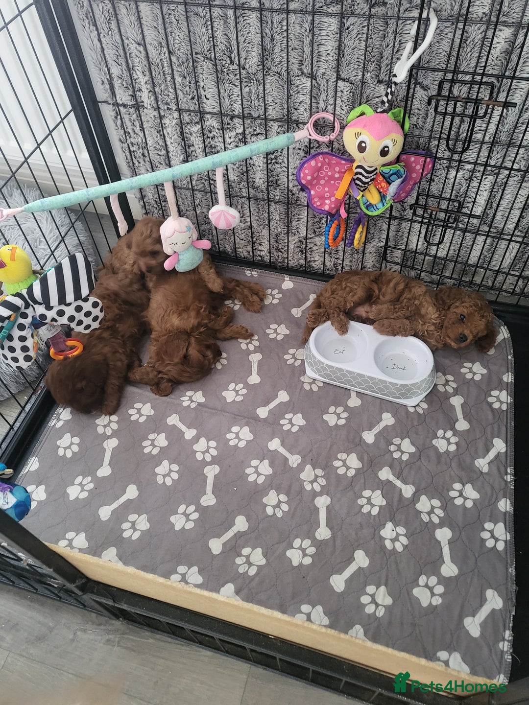 Cavapoo dogs for sale: F1bb cavapoo's  - Image 5