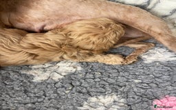 Cavapoo dogs for sale: STUNNING DNA TESTED TOY CAVAPOOS - Image 5
